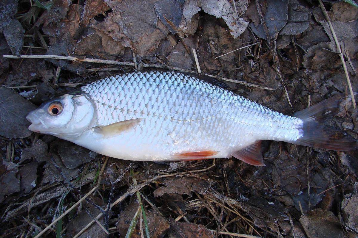 Чебак рыба (сибирская плотва): внешний вид, среда обитания