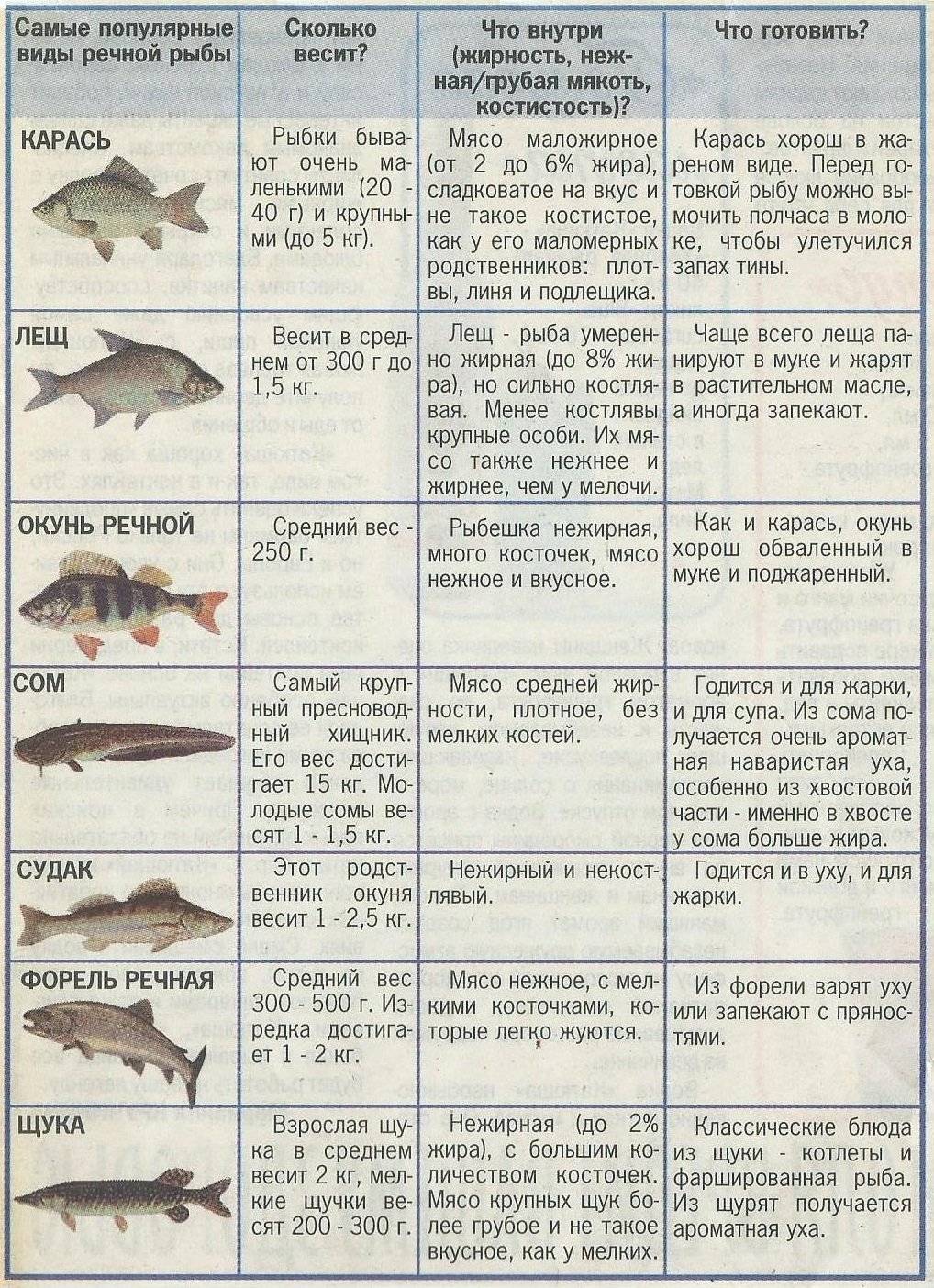Омега 3: в какой рыбе больше всего полезных жирных кислот