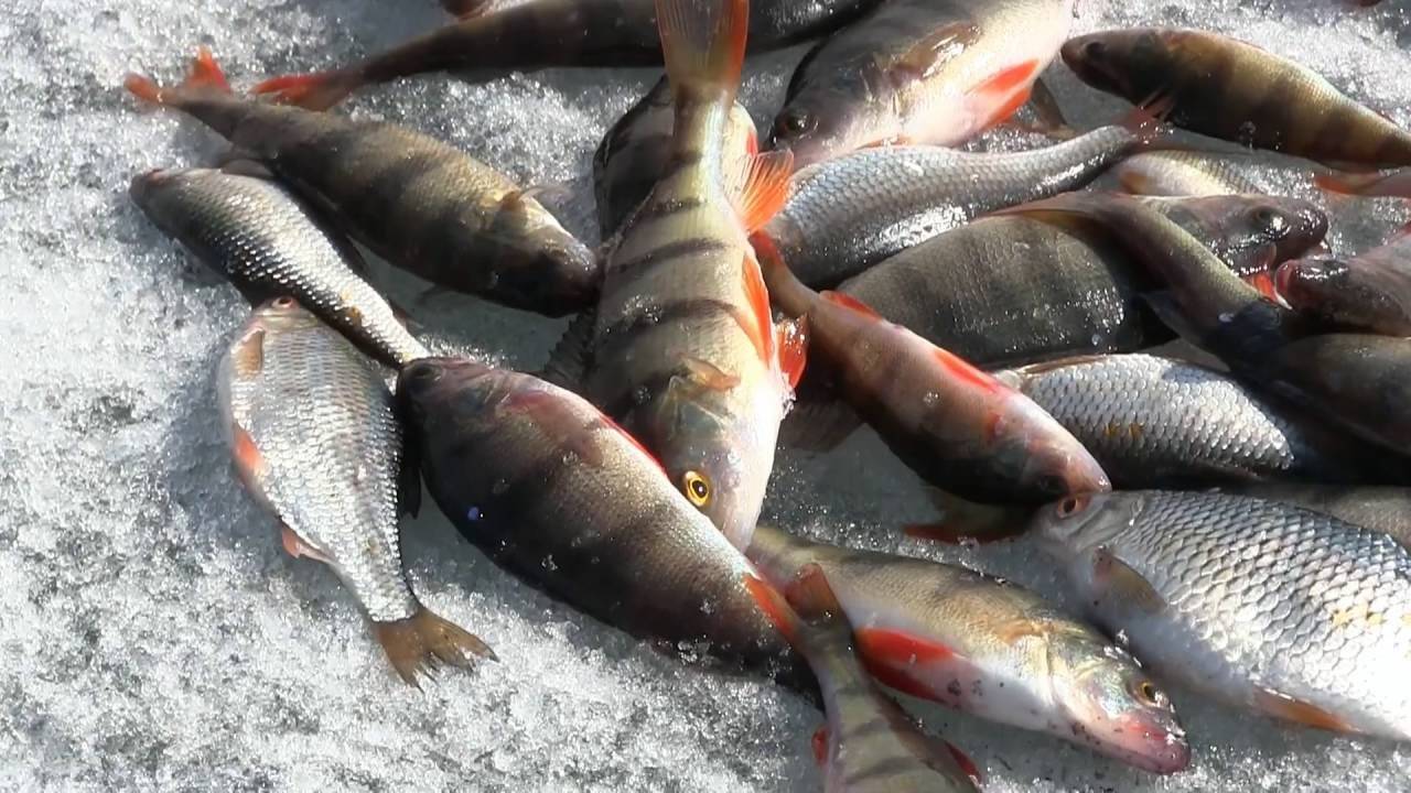 Северная экзотика – рыбалка в белом море - рыбалка в россии и по всему миру - fishers-spb.ru