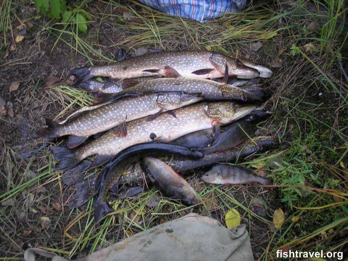 Рыбалка на оби летом — особенности ловли на поплавок, донку и спиннинг
