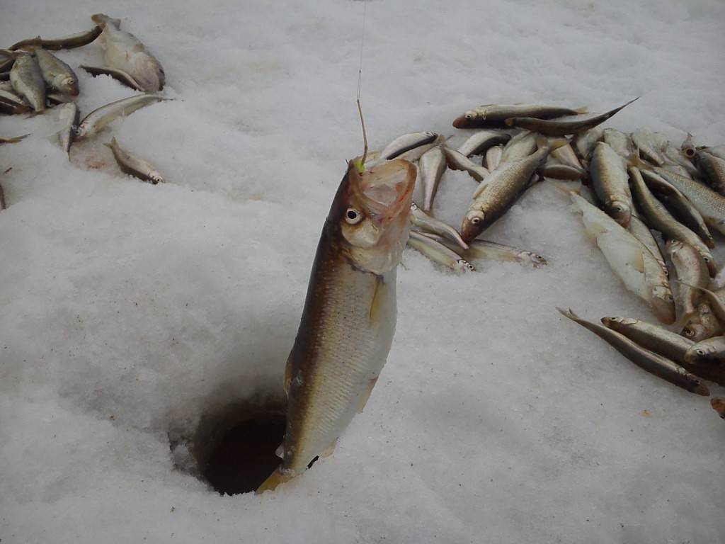 Что такое подсечка при рыбалке и как правильно подсекать рыбу?