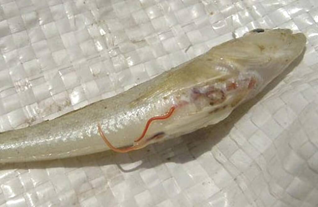 Глисты в морской и речной рыбе, можно ли есть рыбу с глистами (фото)