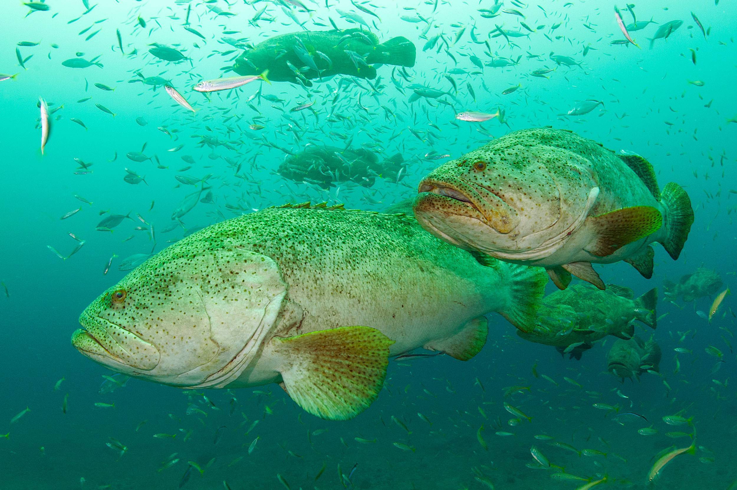 Рыба групер – самый крупный окунь в мире
