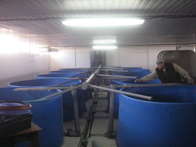 Разведение осетра в домашних условиях: условия выращивания рыбы на мини ферме