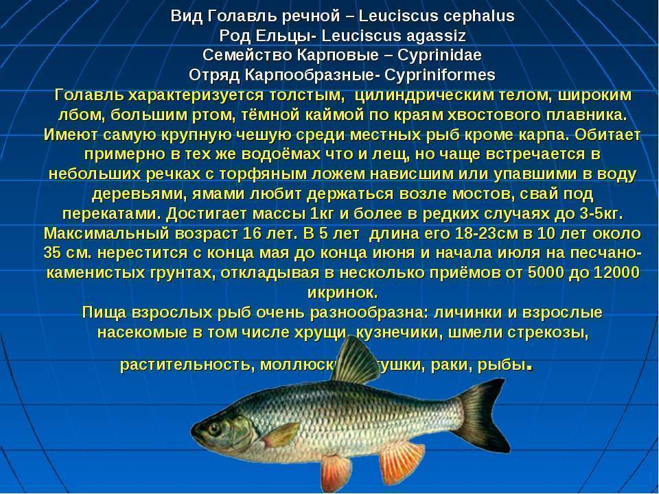 Фото голавля и подробное описание жизни этой пресноводной рыбы, способы ловли голавля
