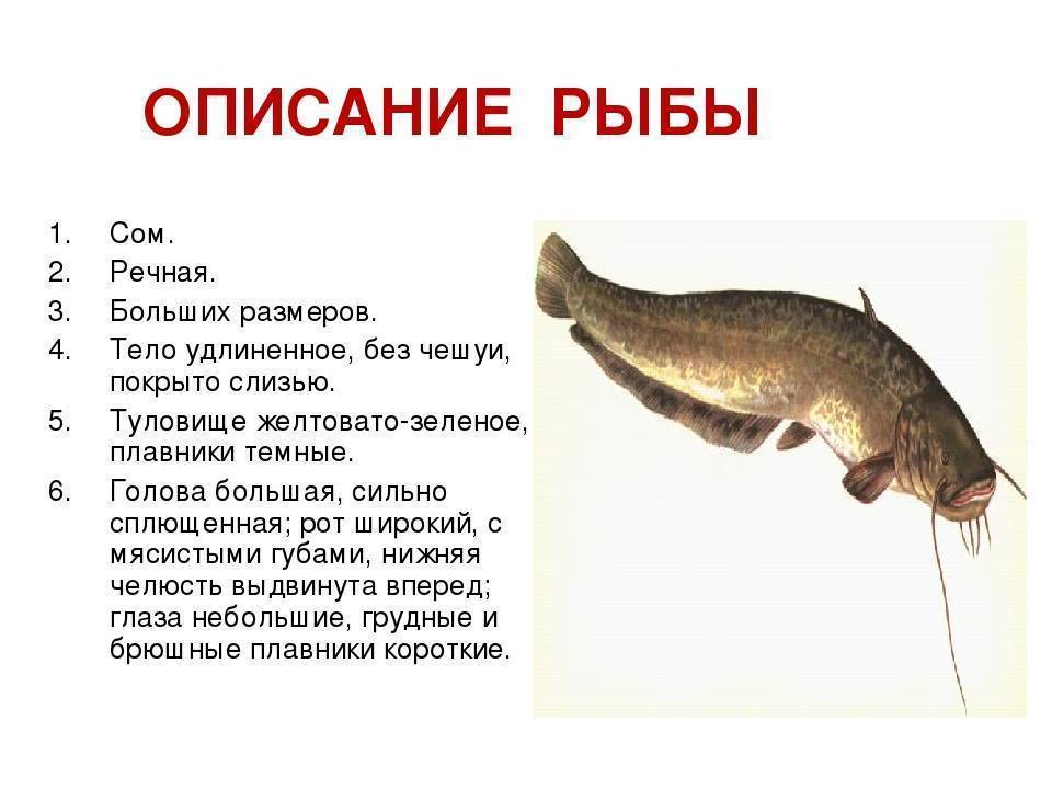 Сом: рыба сом фото и описание, виды, нерест, способы ловли, образ жизни, приманки, снасти на сома