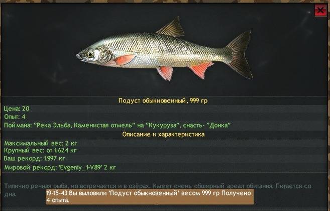 Подуст обыкновенный – пресноводная рыба