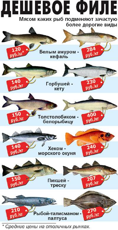 Красная рыба как источник полезных веществ и омега жирных кислот