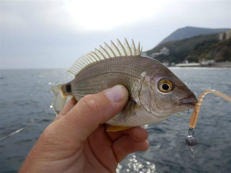 Морской карась черноморский: фото рыбы и её зубов, ловля рыбы в чёрном море с берега, на что ловить, снасти и оснастка для рыбалки