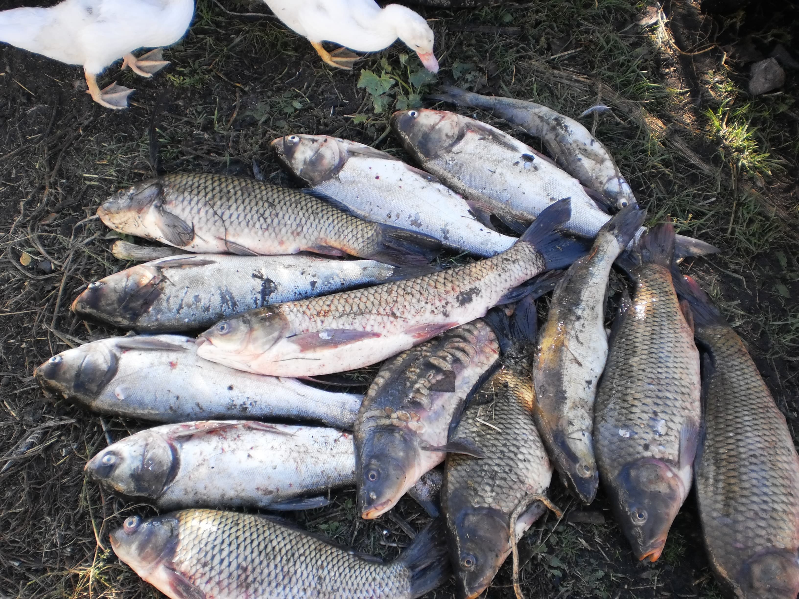 Статья константина шорина «о рыбалке на р. угра»