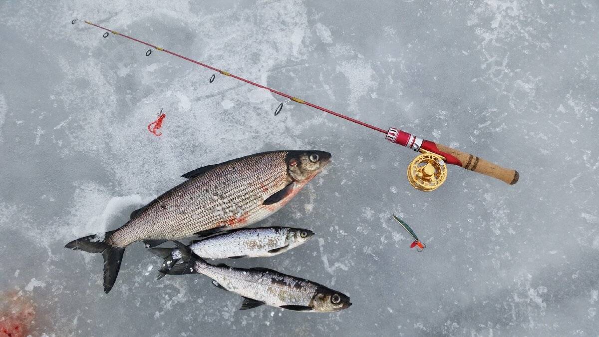 Как ловить зимой рыбу: выбор удочек, снасти, лучшие приманки, особенности и техника ловли, советы рыбаков - handskill.ru