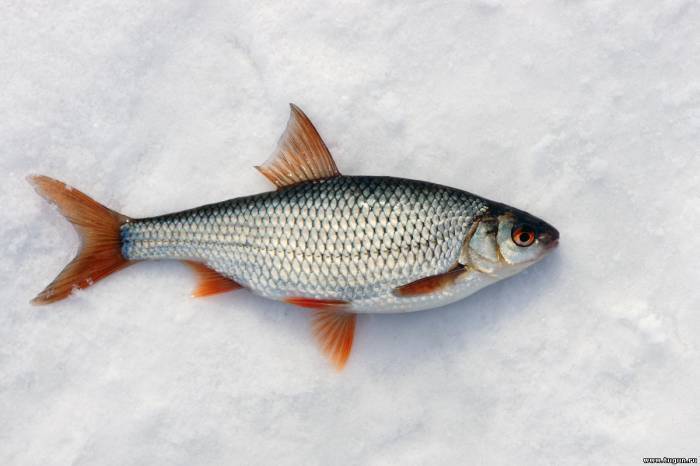 Рыба сорога: отличия, где обитает, снасти для ловли и простые рецепты