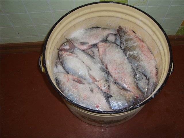 Как засолить рыбу для сушки