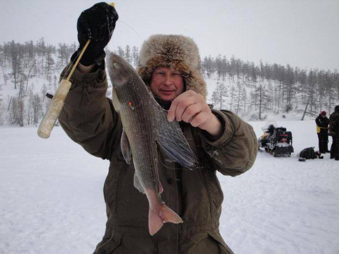 Рыбалка на ангаре: видео ловли на реке, рыбалка на хариуса и ленка, зимой, весной