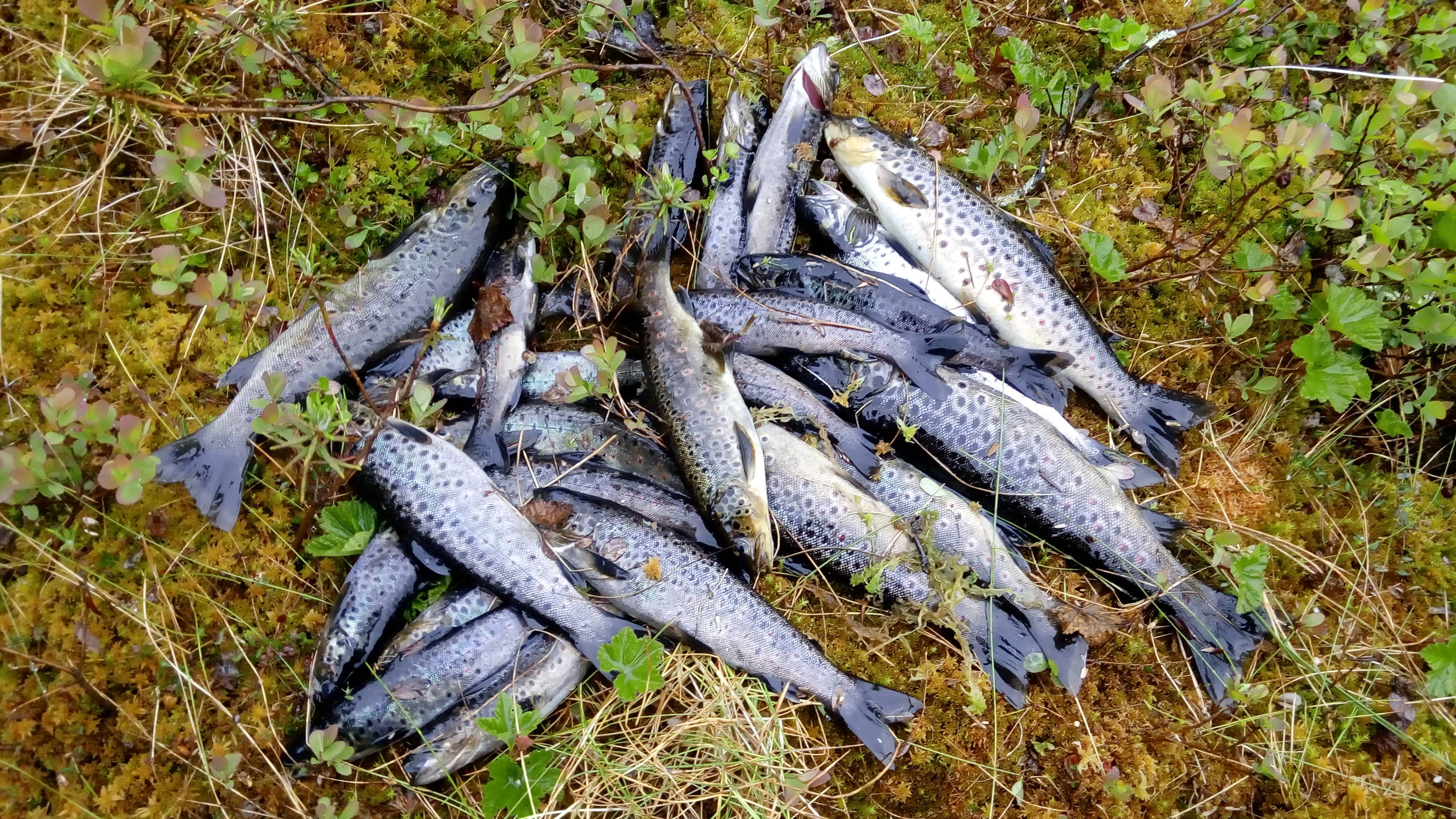 Рыбалка в ивановской области - читайте на сatcher.fish
