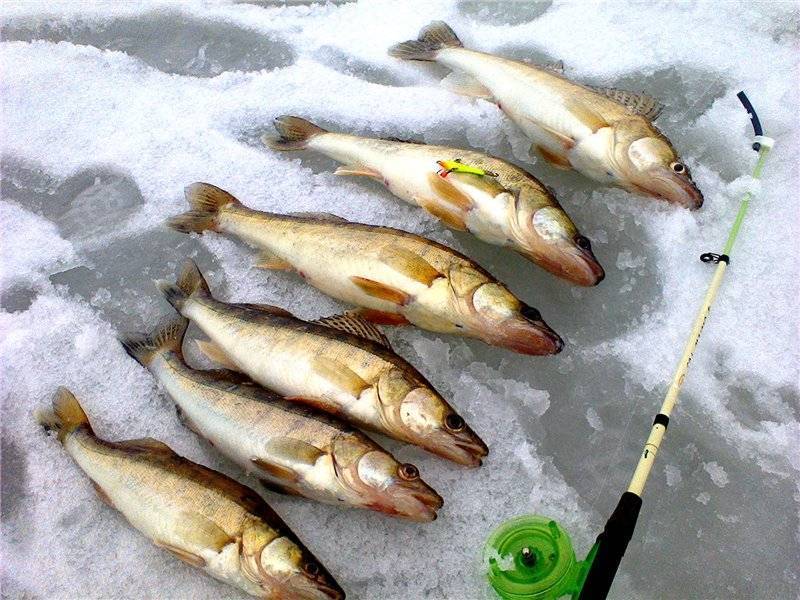 Видео рыбалка 2022: смотреть онлайн ролики о ловле рыбы зимой и летом