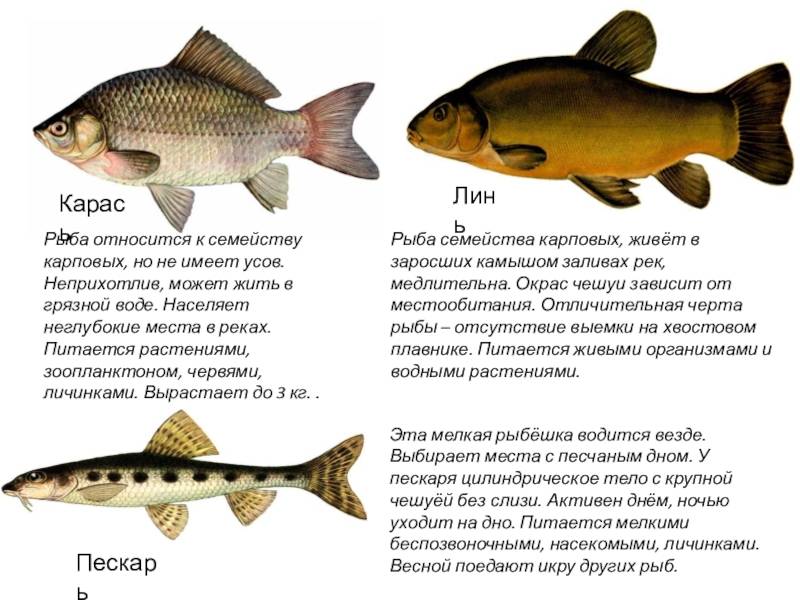 Рыба линь: описание, внешние особенности, образ жизни, ареал