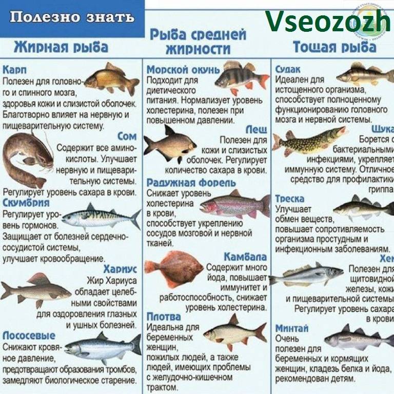 Самая диетическая рыба: 18 сортов, чтобы есть и худеть