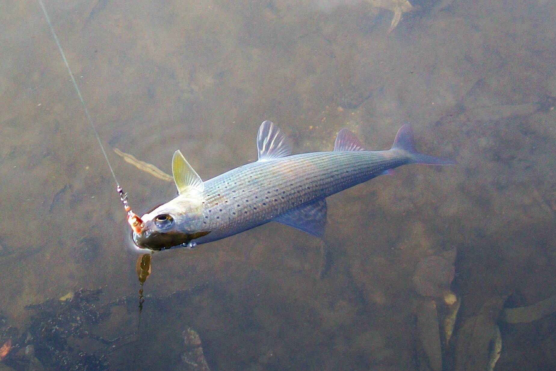Рыбалка в коми — особенности ловли, какая рыба водится, выбор снастей