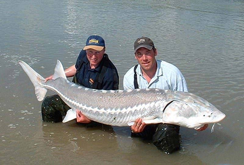 Белугу можно считать самой крупной пресноводной рыбой земли