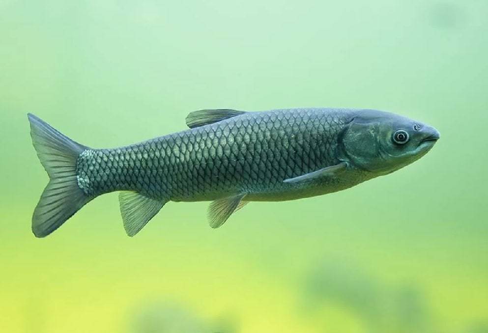 Белый амур: где водится рыба, и чем она питается, полезные свойства