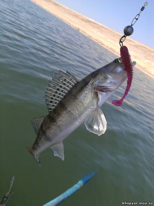 Рыбалка на спиннинг | спиннинг клаб - советы для начинающих рыбаков
как ловить судака на спиннинг: секреты и особенности ловли