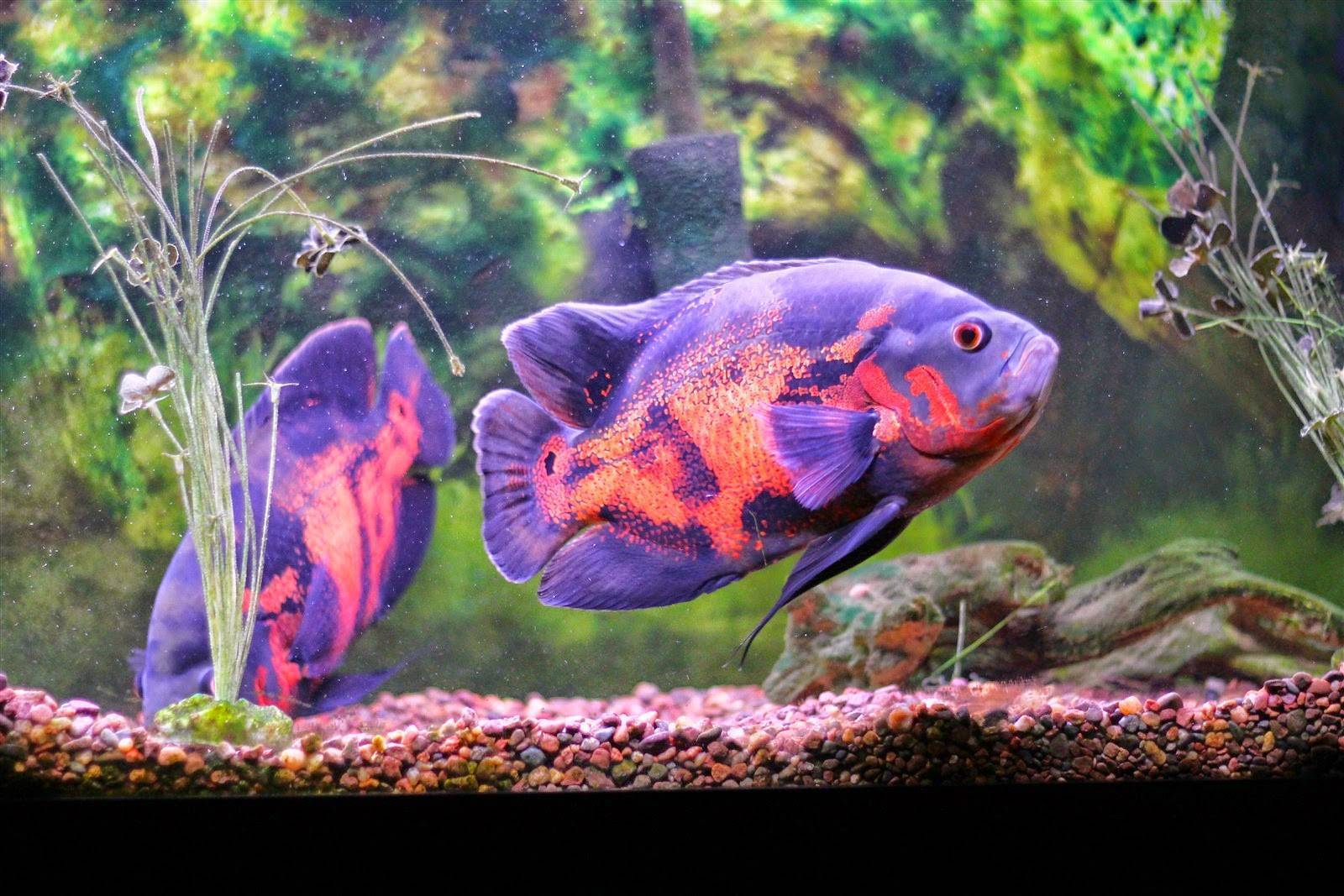 Астронотус (astronotus) - аквариумные рыбки | животный мир на "добро есть!"