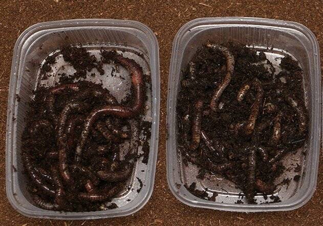 Как хранить червей