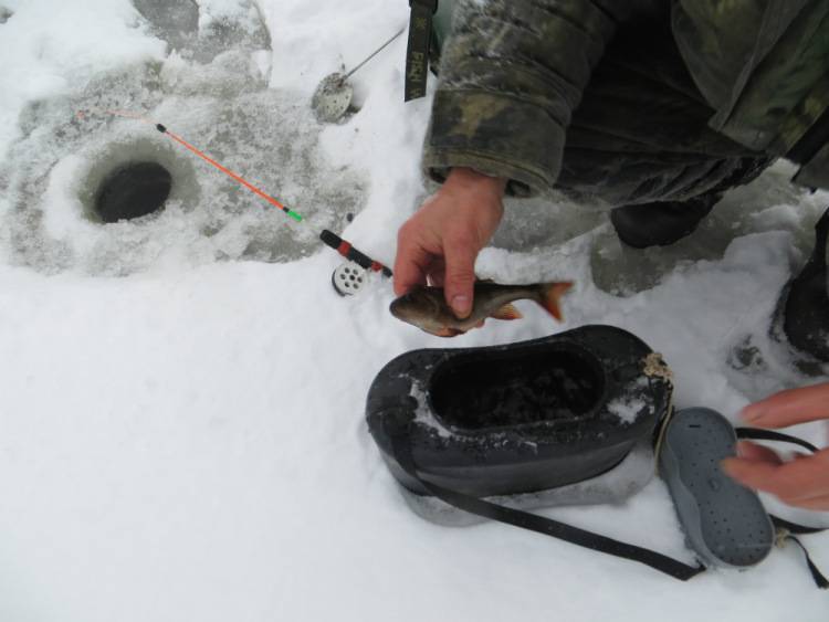 Ловля налима зимой на жерлицы. ловля налима зимой на блесну :: syl.ru