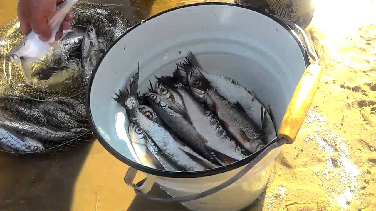 Как солить рыбу
