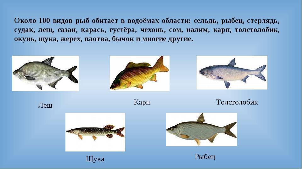 Рыбалка в пермском крае | карта рыболовных мест