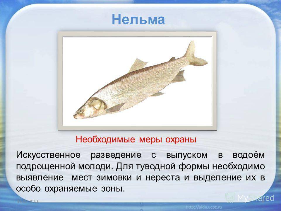 Рыба шамайка — фото и описание, поведение, нерест, занесена ли в красную книгу