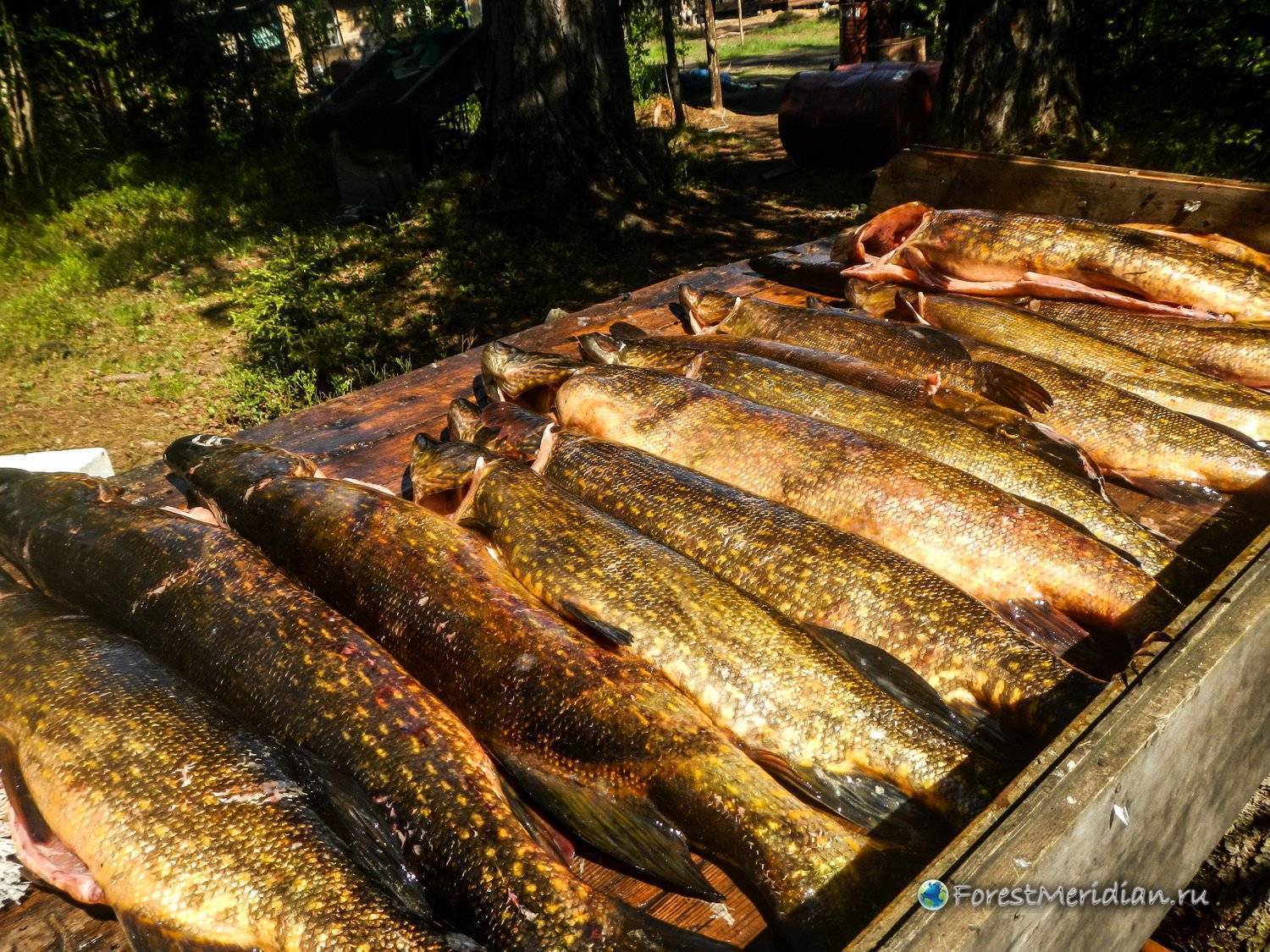 Рыбалка в ленобласти. 8 самых «клёвых» озёр региона