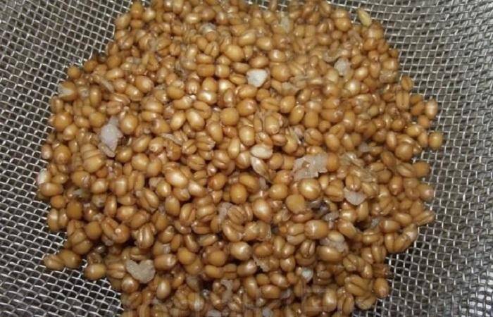 Пшеница для рыбалки: как приготовить насадку или прикормку из пшеницы