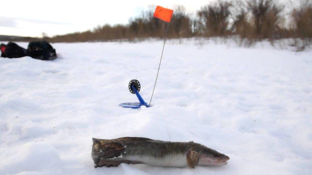 Ловля налима зимой на жерлицы – рыбалке.нет