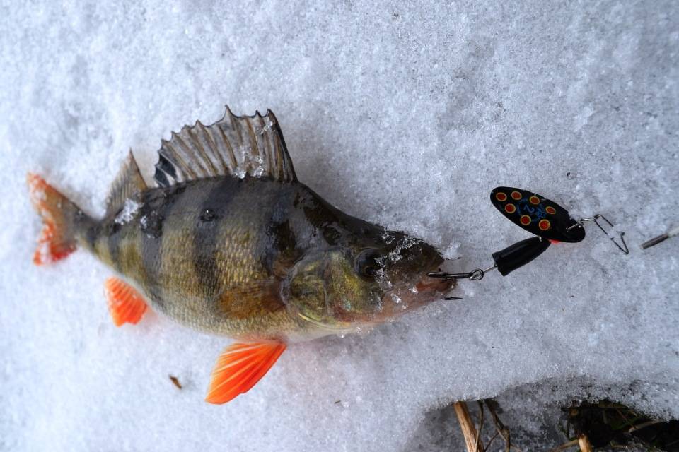 Зимняя рыбалка на окуня на блесну