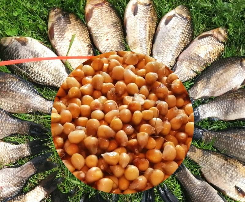 Насадка из кукурузы для рыбалки: выбор приманки для речной рыбы