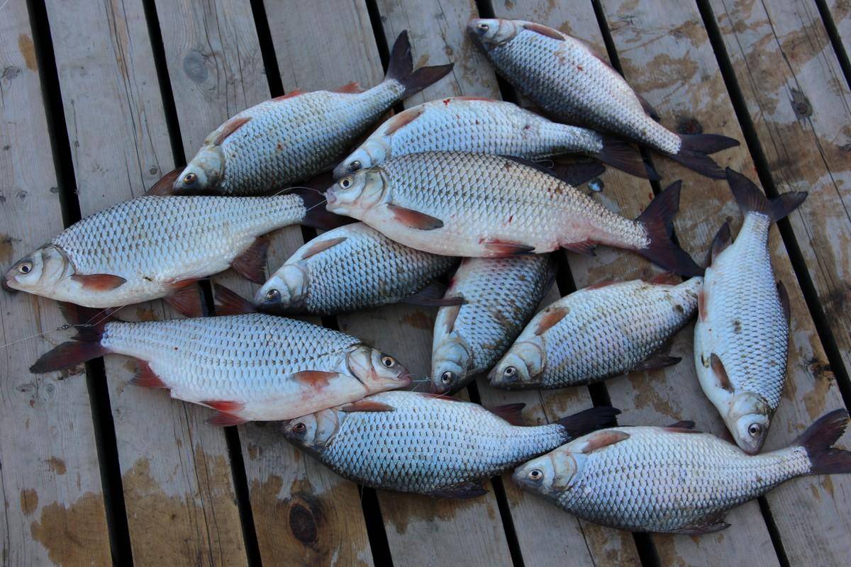 На что ловить рыбу на волге: снасти и приманки для рыбалки на волге