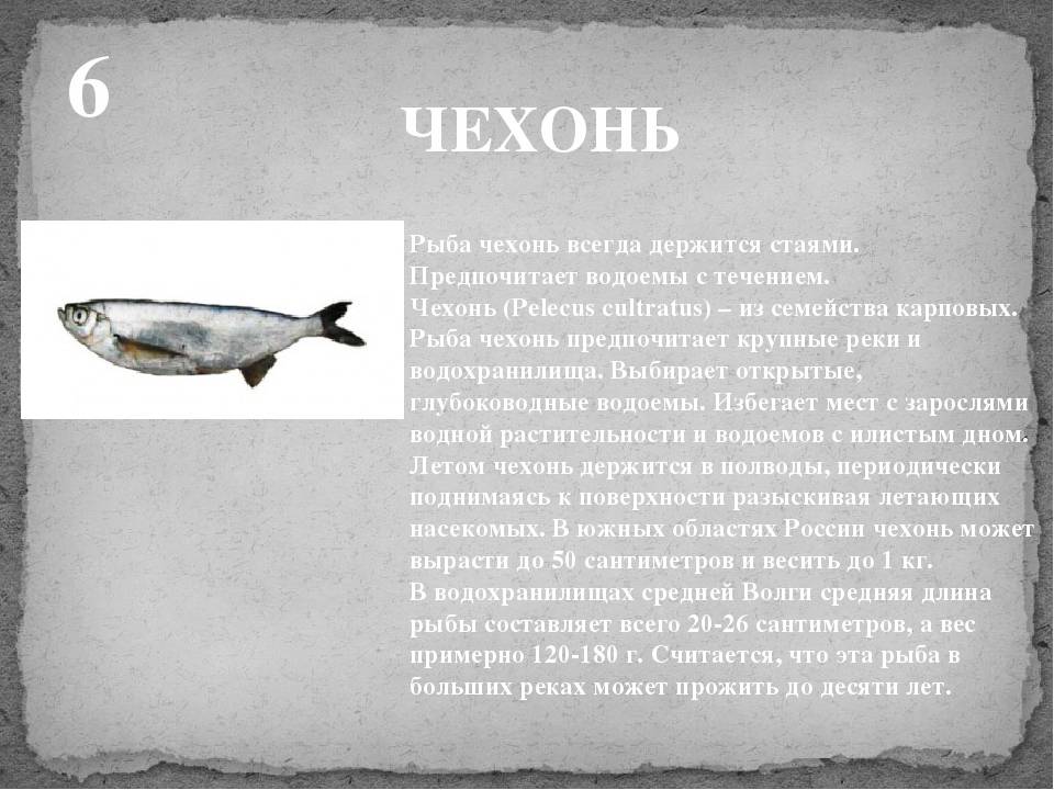 Чехонь - вкусная рыба и легкая добыча, описание внешнего вида с фото