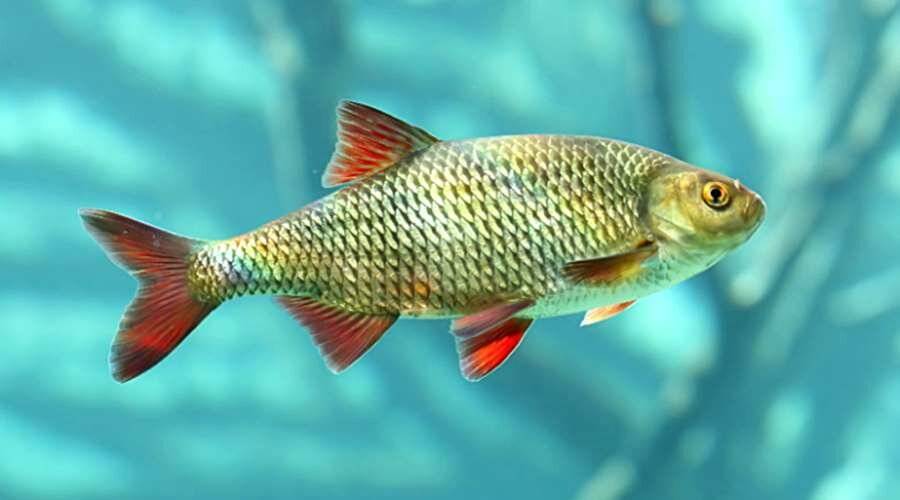 Речные рыбы: список пресноводных рыб, как отличить хищника