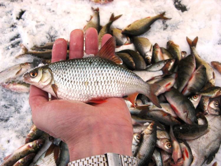 Самые рыбные места в пскове и псковской области, где стоит ловить рыбу