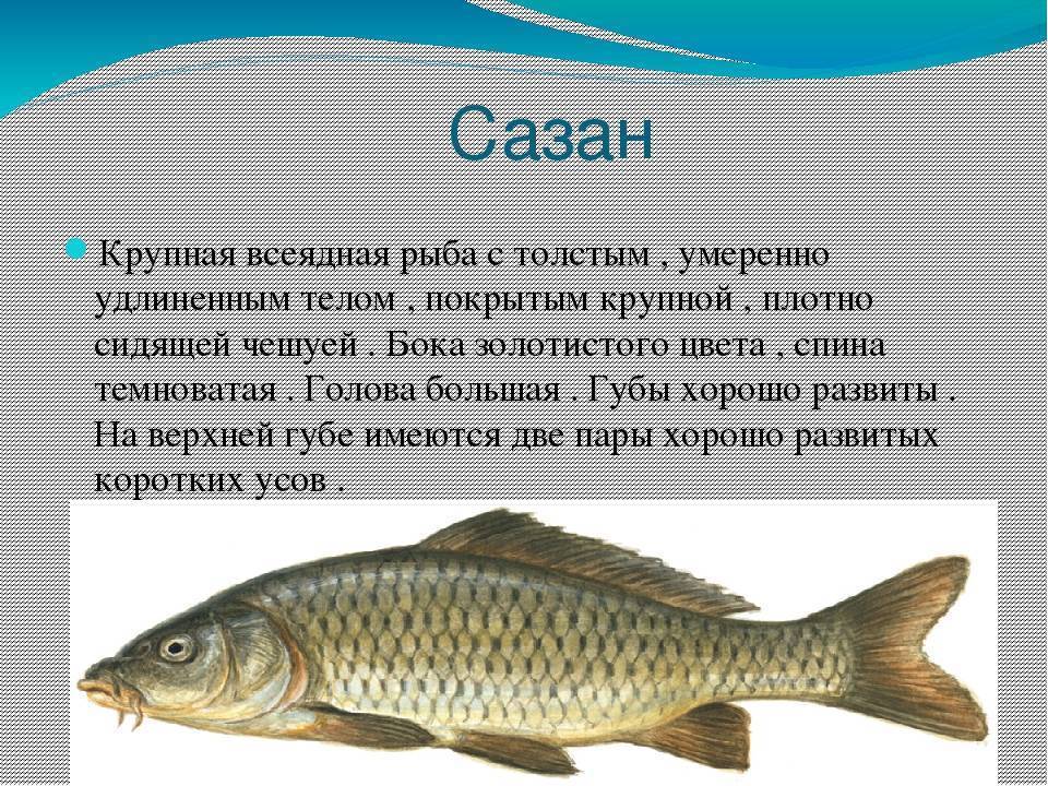 Как выглядит рыба сом? сом: описание внешнего вида, особенности жизни и как вкусно приготовить мясо.