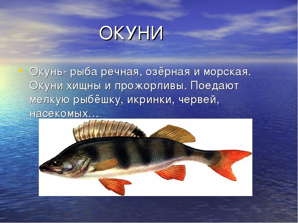 Рыба окунь: описание рыбы, виды с фото, чем питается, где водится