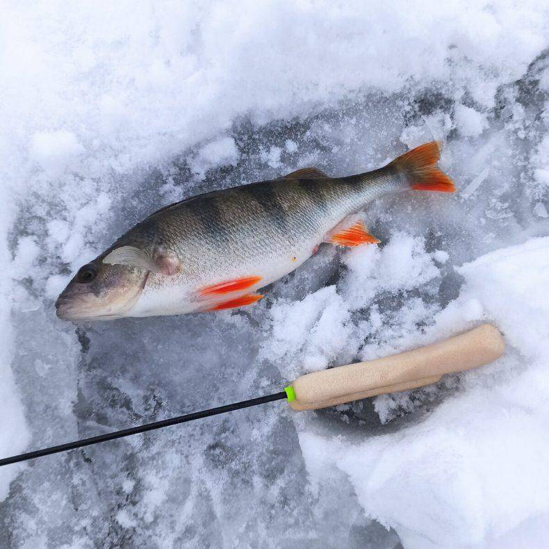 Техника зимней рыбалки на безмотылку