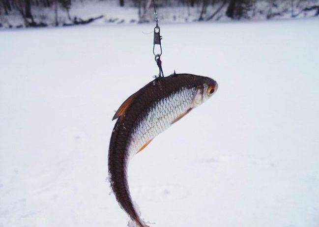 Зимняя рыбалка на жерлицу: как и где правильно поставить жерлицу, техника ловли зимой, как оснастить, преимущества и недостатки