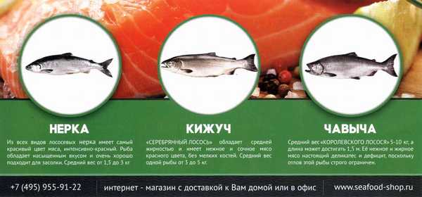 Кета или кичуж: какая рыба жирнее, вкуснее, дороже, что лучше для засолки