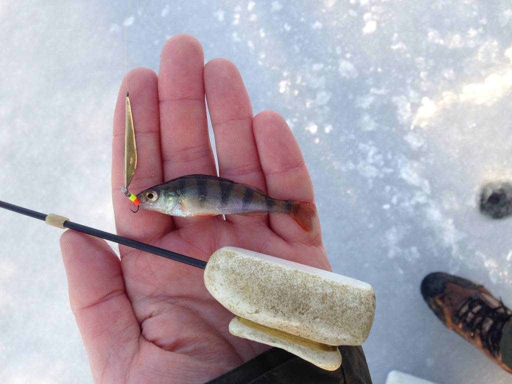 Ловля окуня на вертикальную блесну зимой на озере