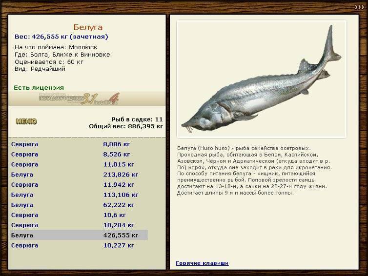 Рыба белуга: самая крупная из всех пресноводных рыб