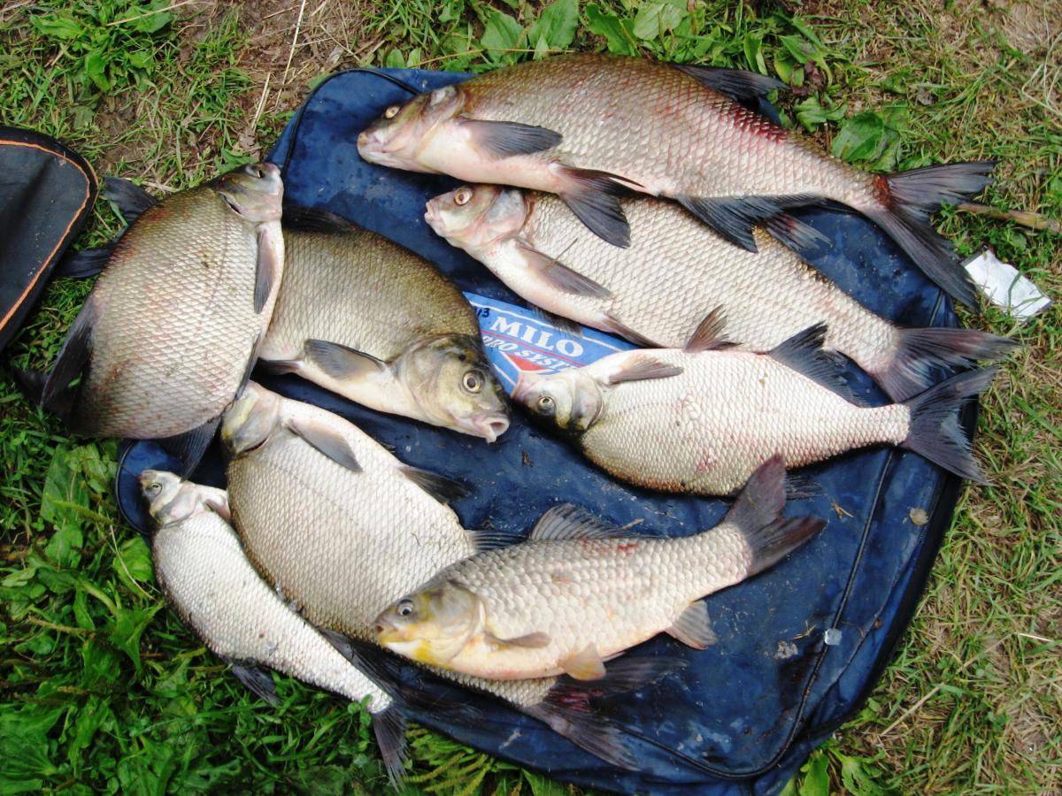 Рыбалка в белозерске в беларуси — особенности, какая рыба водится