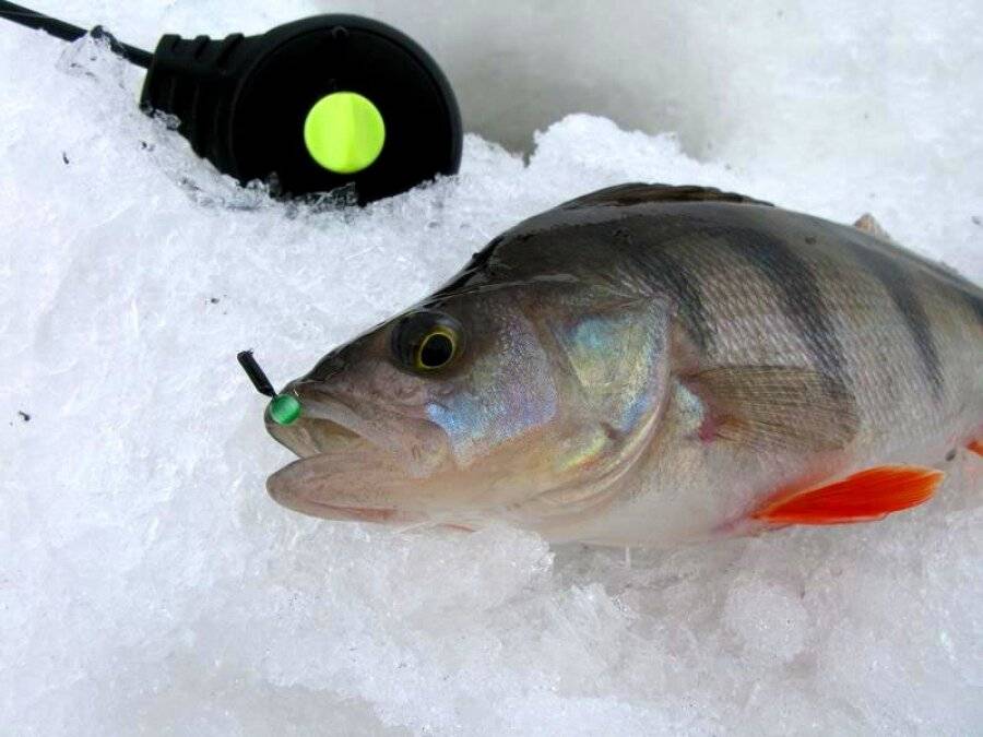 Безмотылка на окуня: виды безмотыльных мормышек, создание своими руками, применение на зимней рыбалке